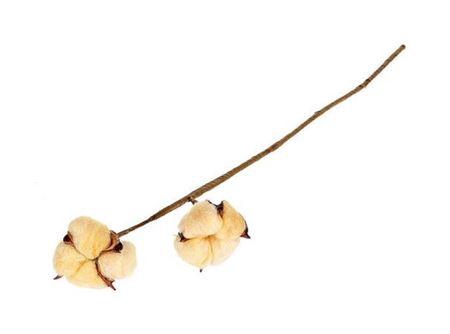 <h4>Stem Cotton 2 Heads L50 Salmon</h4>