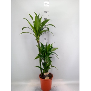 Dracaena frag. 'Janet Craig'