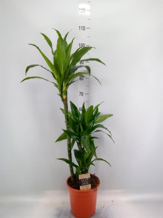 <h4>Dracaena frag. 'Janet Craig'</h4>