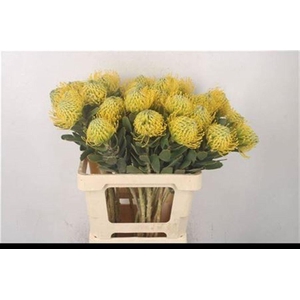 Leuco High Gold