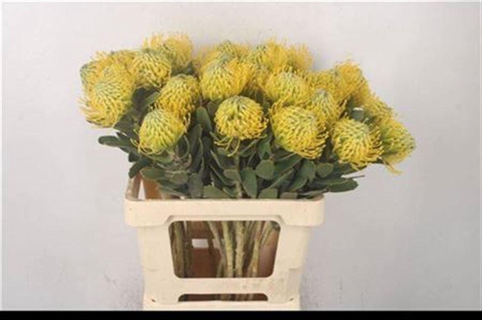 <h4>Leuco High Gold</h4>