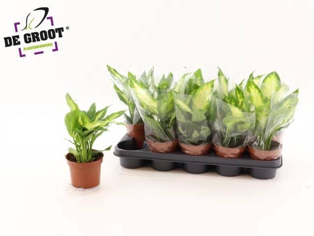 <h4>Dieff Camilla</h4>