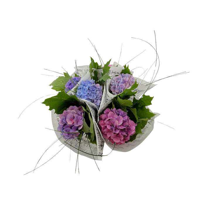 <h4>BQ Hydrangea</h4>