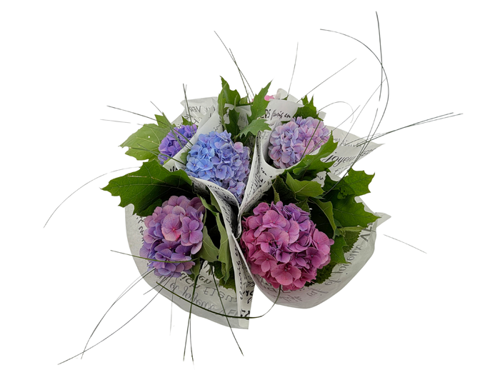 BQ Hydrangea