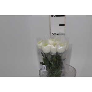 ANASTASIA MAGNUM 050 CM BRANCO