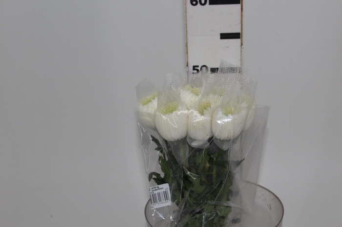 ANASTASIA MAGNUM 050 CM BRANCO