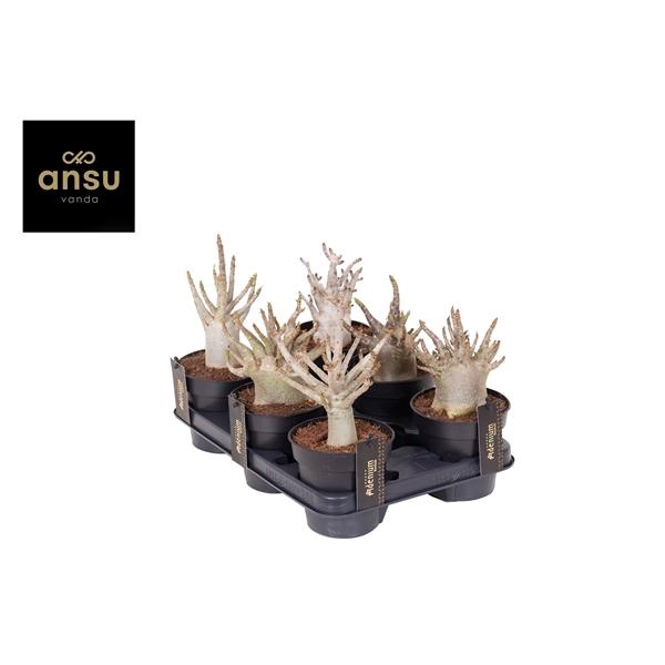 <h4>Adenium "Ansu" Baobab</h4>