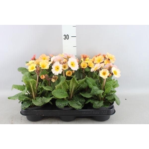 Primula ac.   ...