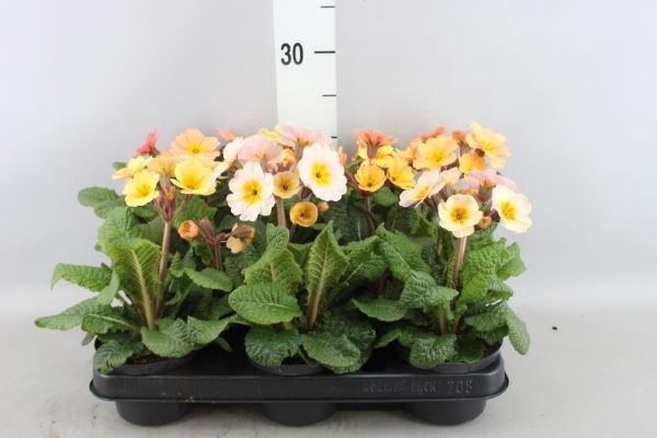 <h4>Primula ac. ...</h4>