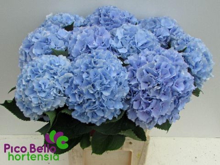 <h4>HYDRANGEA  'VERENA BLUE'</h4>