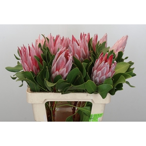 Protea Cynaroides