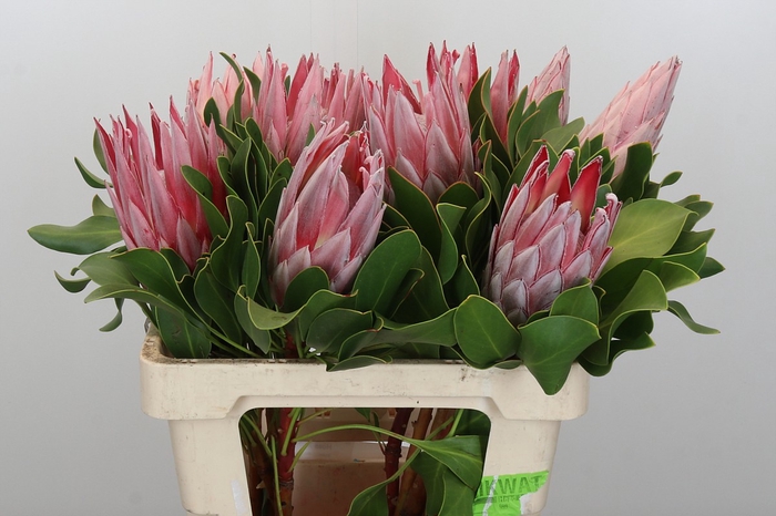 <h4>Protea Cynaroides</h4>