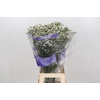 Limonium White Diamond