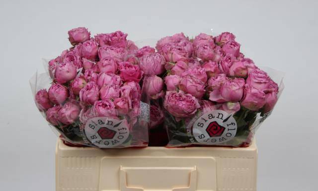 <h4>Rosa spray misty bubbles</h4>