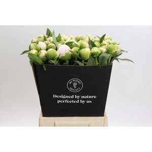 Paeonia Chiffon Parfait