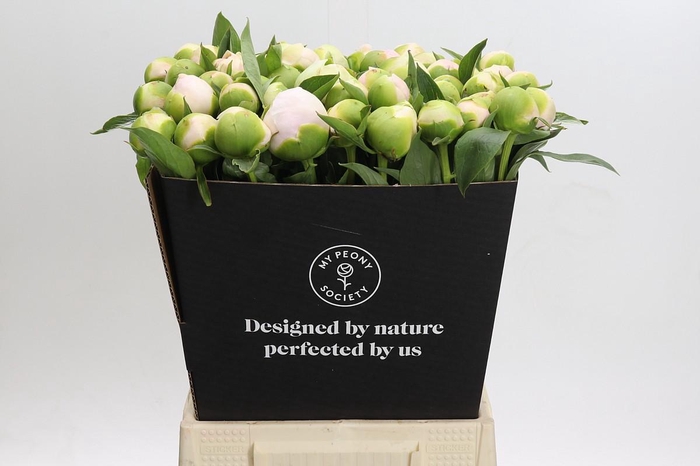 <h4>Paeonia Chiffon Parfait</h4>