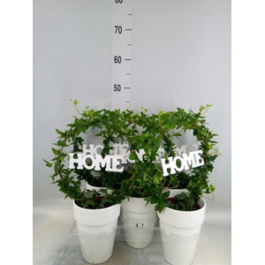 Hedera   ...green leafed