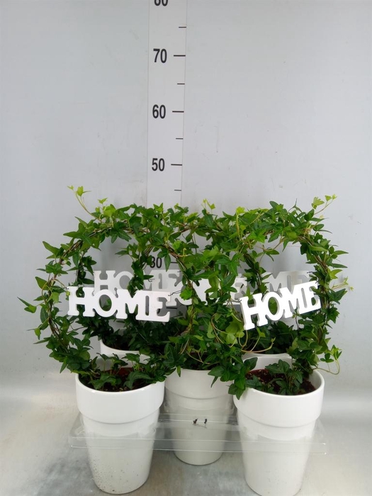 <h4>Hedera   ...green leafed</h4>