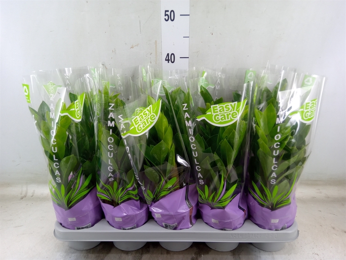 <h4>Zamioculcas zamiifolia</h4>