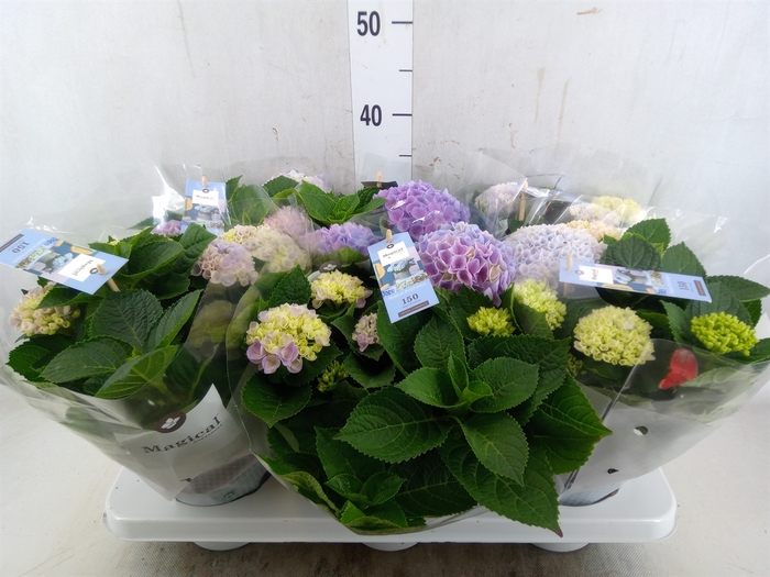 <h4>Hydrangea mac. 'Magical Revolution'</h4>