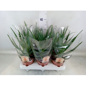 Aloe arborescens