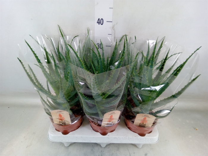 <h4>Aloe arborescens</h4>