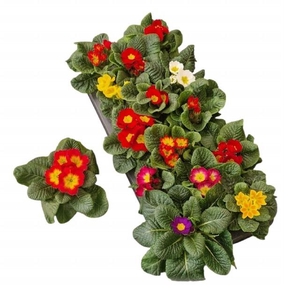 PRIM ACAULIS GEMENGD