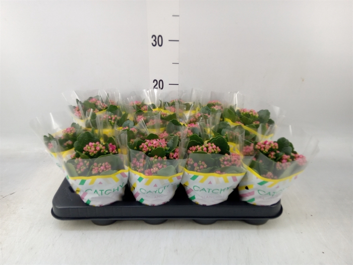 <h4>Kalanchoe blos. 'Garbo lilac'</h4>