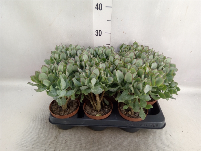 <h4>Crassula arborescens subsp. undilat</h4>