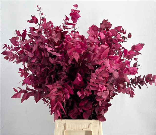 Euc. Stuart Preserved Cerise