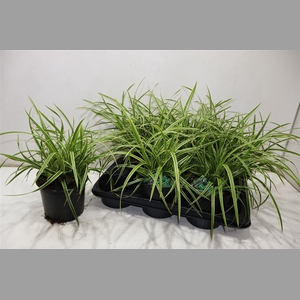 Care Mo Variegata