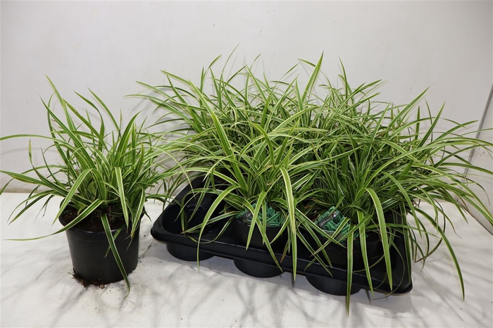 <h4>Care Mo Variegata</h4>