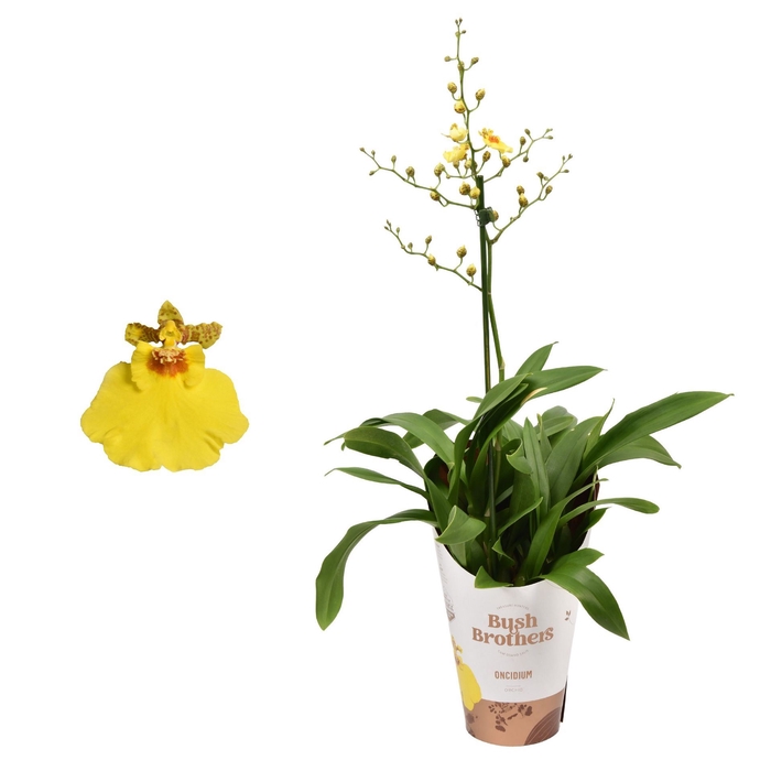 <h4>Oncidium</h4>