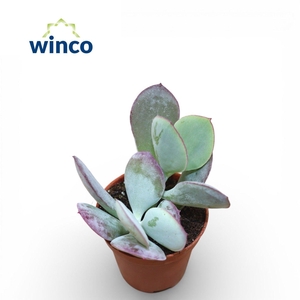 Cotyledon Karoo (Pink leaf)