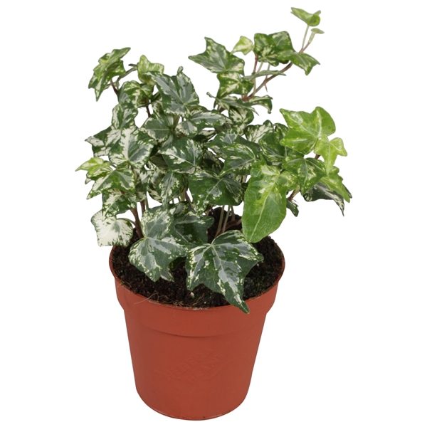 <h4>Hedera helix Kolibri</h4>