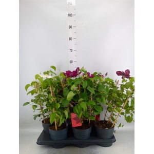 Clematis  'Boulevard'   ...mix