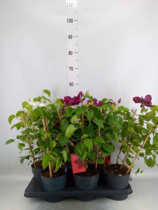 <h4>Clematis  'Boulevard'   ...mix</h4>