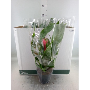 Aechmea fasciata 'Primera'