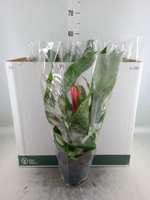 <h4>Aechmea fasciata 'Primera'</h4>