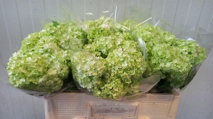 <h4>Viburnum Roseum Bos</h4>