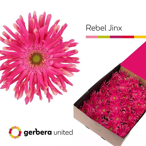 <h4>Ge Gr Rebel Jinx Box United</h4>