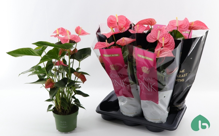 <h4>ANTHU AN MAINE</h4>