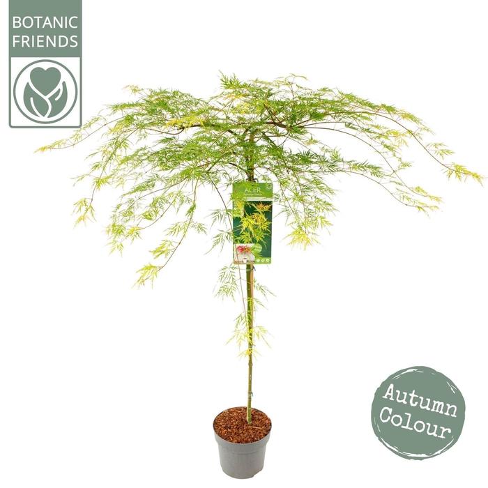 <h4>Acer palmatum Emerald Lace</h4>