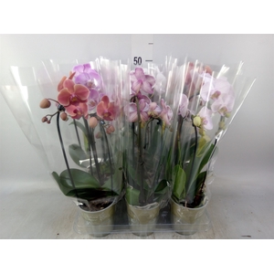 Phalaenopsis  'Elegant Cascade'