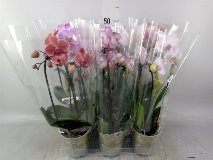<h4>Phalaenopsis  'Elegant Cascade'</h4>