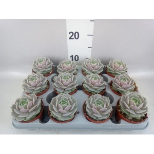 Echeveria   ...