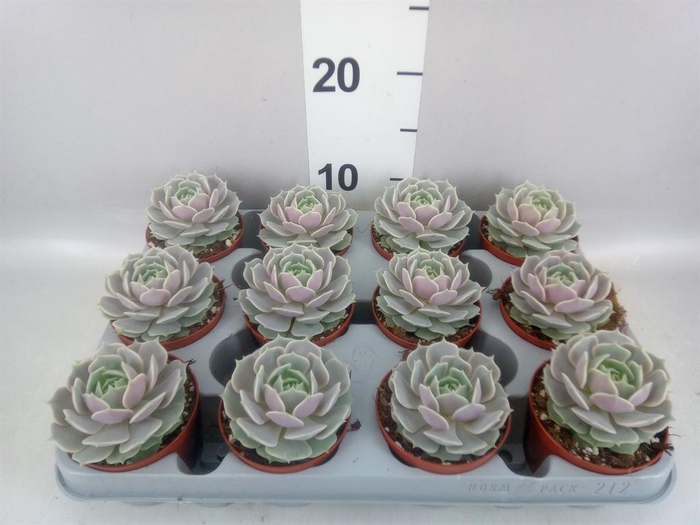 <h4>Echeveria   ...</h4>