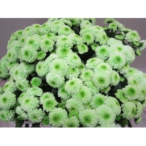 Chr San Ferry Sweet Groen