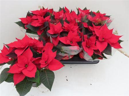 Euphor P Chr Univers