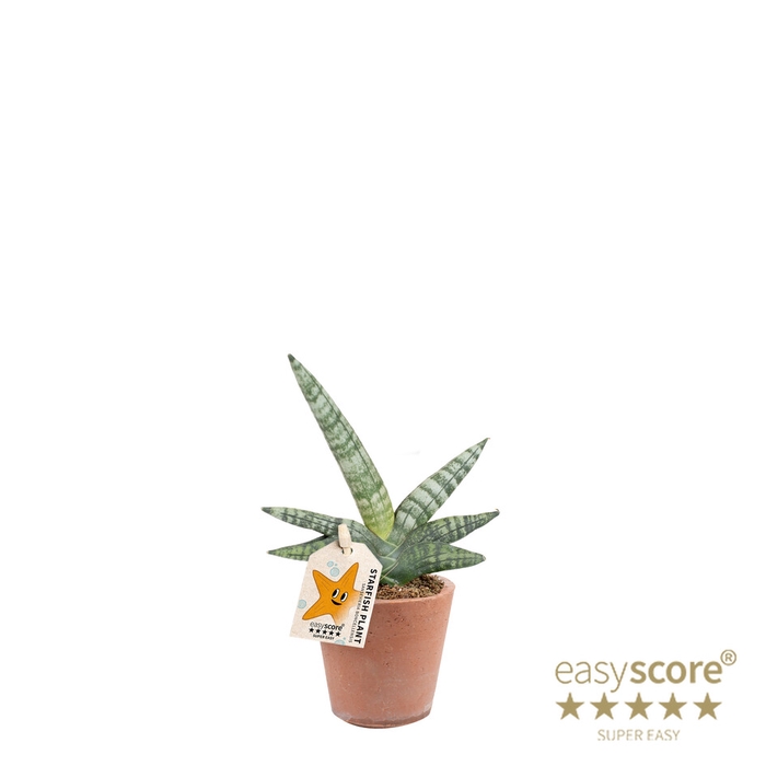 <h4>SANSEVIERIA BONCELLENSIS P7</h4>